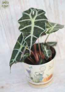 allocasia kaspóval
