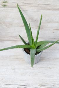 Aloe mit topf