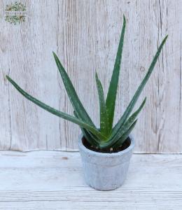 Aloe vera im Topf
