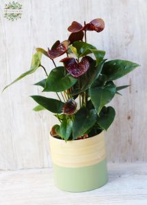 Anthurium Essencia (dark burgundy)