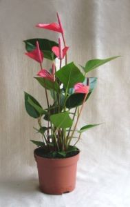anthurium kaspóban (flamingó virág)<br>(40cm) - beltéri növény