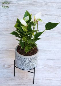 Anthurium mini, with pot with legs 
