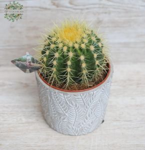 Anyósszék Echinocactus Grusonii