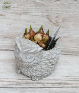 kleine Frühlingsblumen in einem Eule-formen Topf