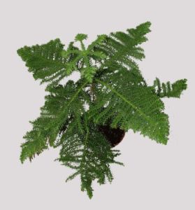 Araucaria heterophylla (55cm) - Zimmerpflanze