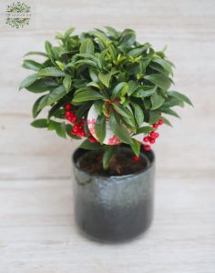 Ardisia crenata mit topf