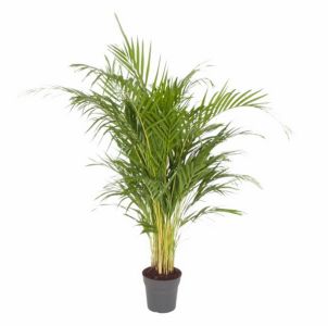 Areca lutescens (aranypálma) (cs:21cm, m:120 cm)