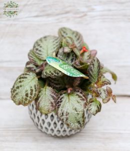 Episcia in a pot