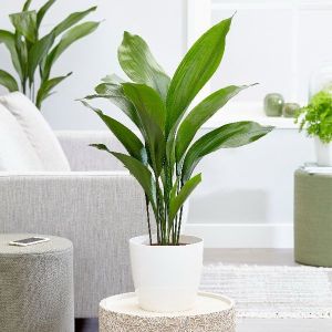 Aspidistra elatior (suszterpálma) (cs:17cm, m:110cm)