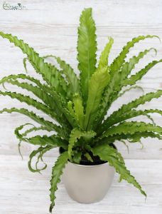 Asplenium - madárfészek páfrány kaspóval