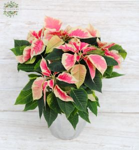 Bicolor Poinsettia in pot