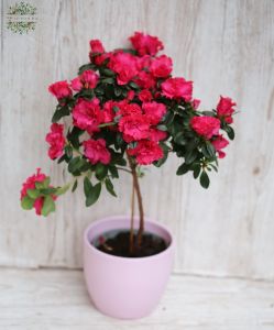 Azelea-Bäumchen, pink mit Topf