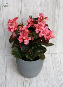 Begonia im Topf