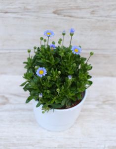 Blue Felicia Amelloides in pot
