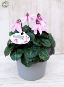 cyclamen in pot