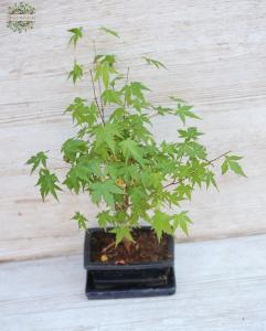 Bonsai aus Keramik