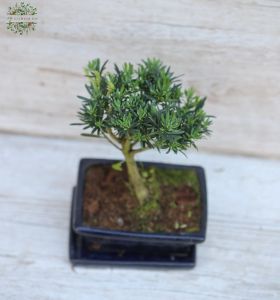Bonsai aus Keramik