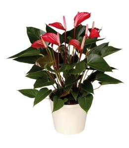 bordó anthurium kosárban - beltéri növény