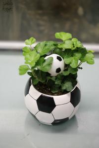 Hedera im Fussball Topf
