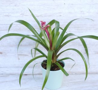 botanikai Vriesea bromélia
