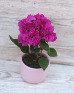 Bougainvillea Vera kaspóval (m 20cm) balkon