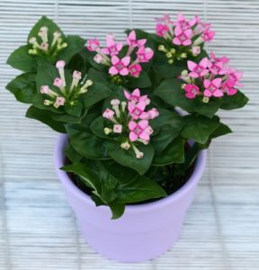 Bouvardia with ceramic pot (20cm) - indoor plant