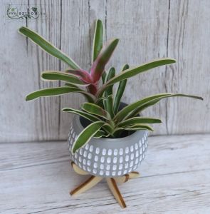 Bromelie in special pot with wooden leggs