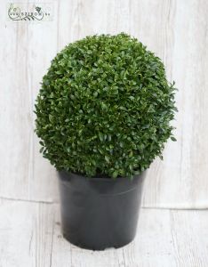  Buxus-Kugel (Drausen pflanze)