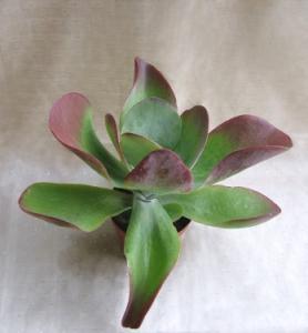 Kalanchoe thyrsiflora  (20cm) - Zimmerpflanze