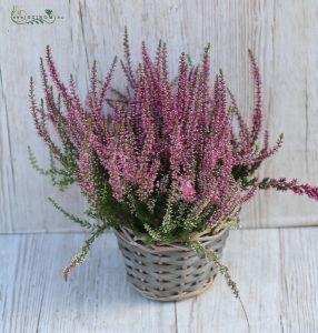 calluna im Topf