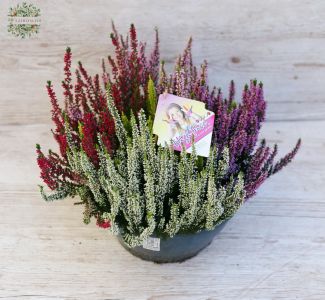 Calluna