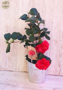 Camelia in pot