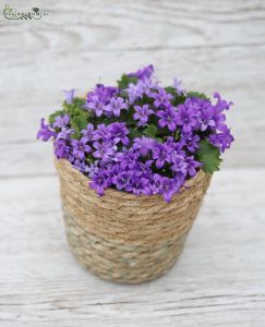 Campanula kaspóban