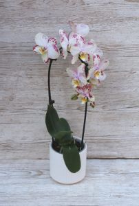 Cascade phalaenopsis orchid with pot dotted
