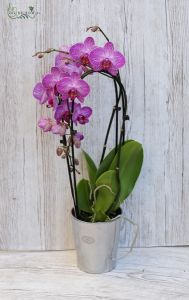 Cascade Phalaenopsis