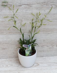 Catopsis kaspóval - szobanövény