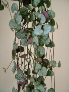 Ceropegia woodi (String of Hearts) in pot  - indoor plant