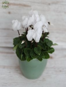 Cyclamen