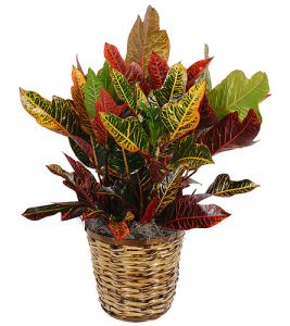 Codiaeum Petra kaspóval (cs:25cm, m:90cm) - szobanövény