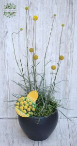 Craspedia arrangement in pot (balcony)