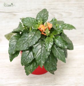 Crossandra in pot