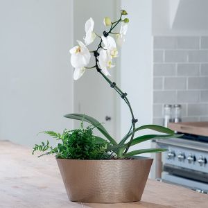Csavaros orchidea összeültetés