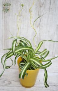 chlorophytum 