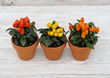 Chili-Pfeffer in Topf 3 Stück