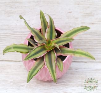 csillagrózsa (Cryptanthus) kaspóban