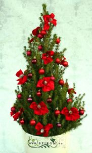 picea glauca conica, decorated (50cm) - outdoor plant