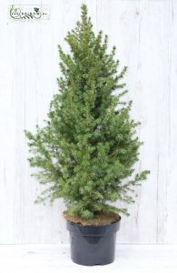 cukorsüveg fenyő kaspóval 100 cm