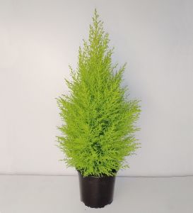 Cupressus macrocarpa (p:17cm, h:90cm)