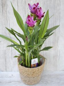 Curcuma mit Topf