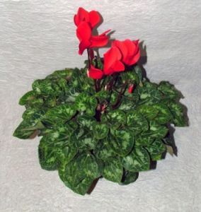 Cyclamen<br>(ciklámen)<br>(20cm)